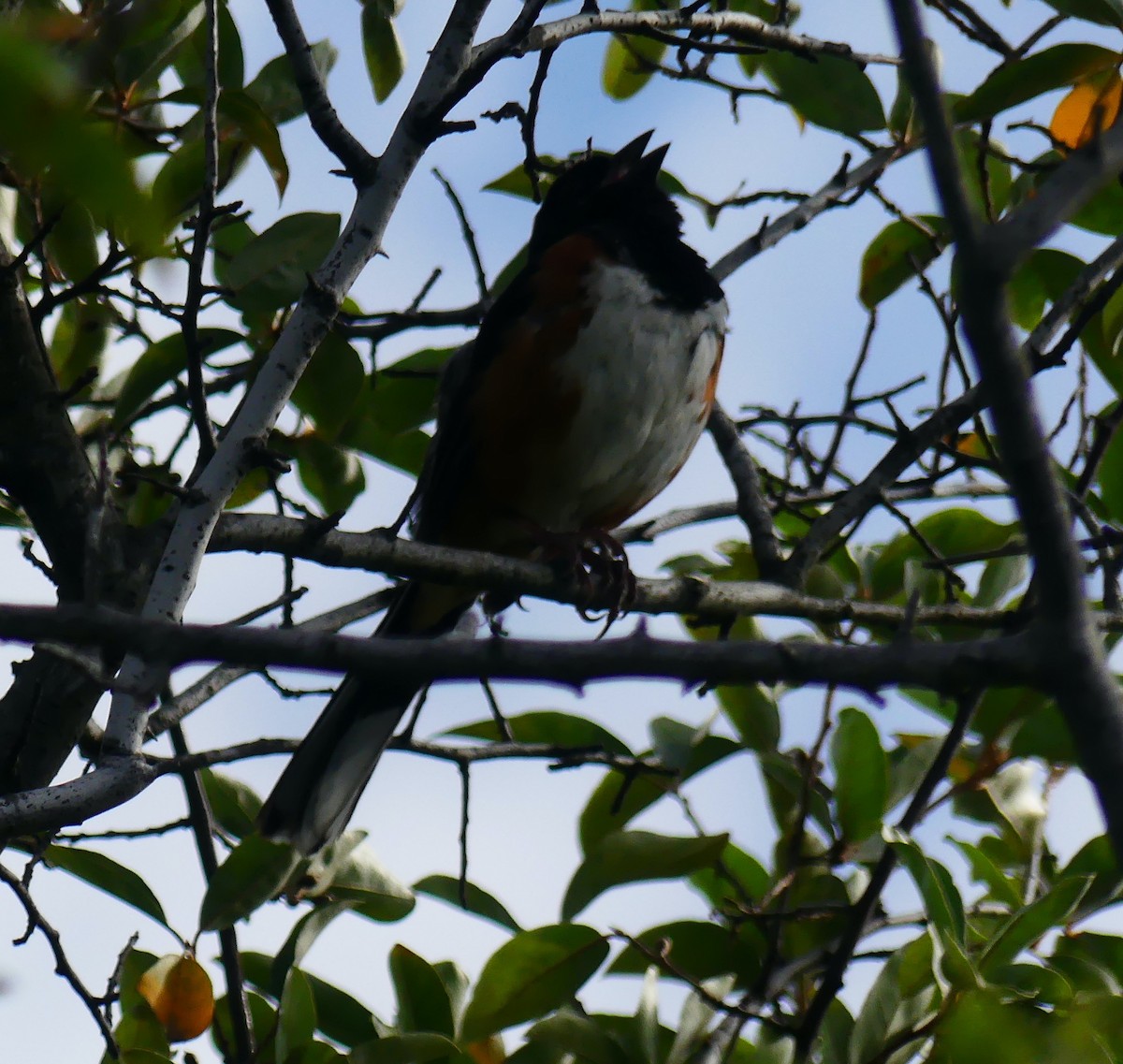 Eastern Towhee - ML639122587