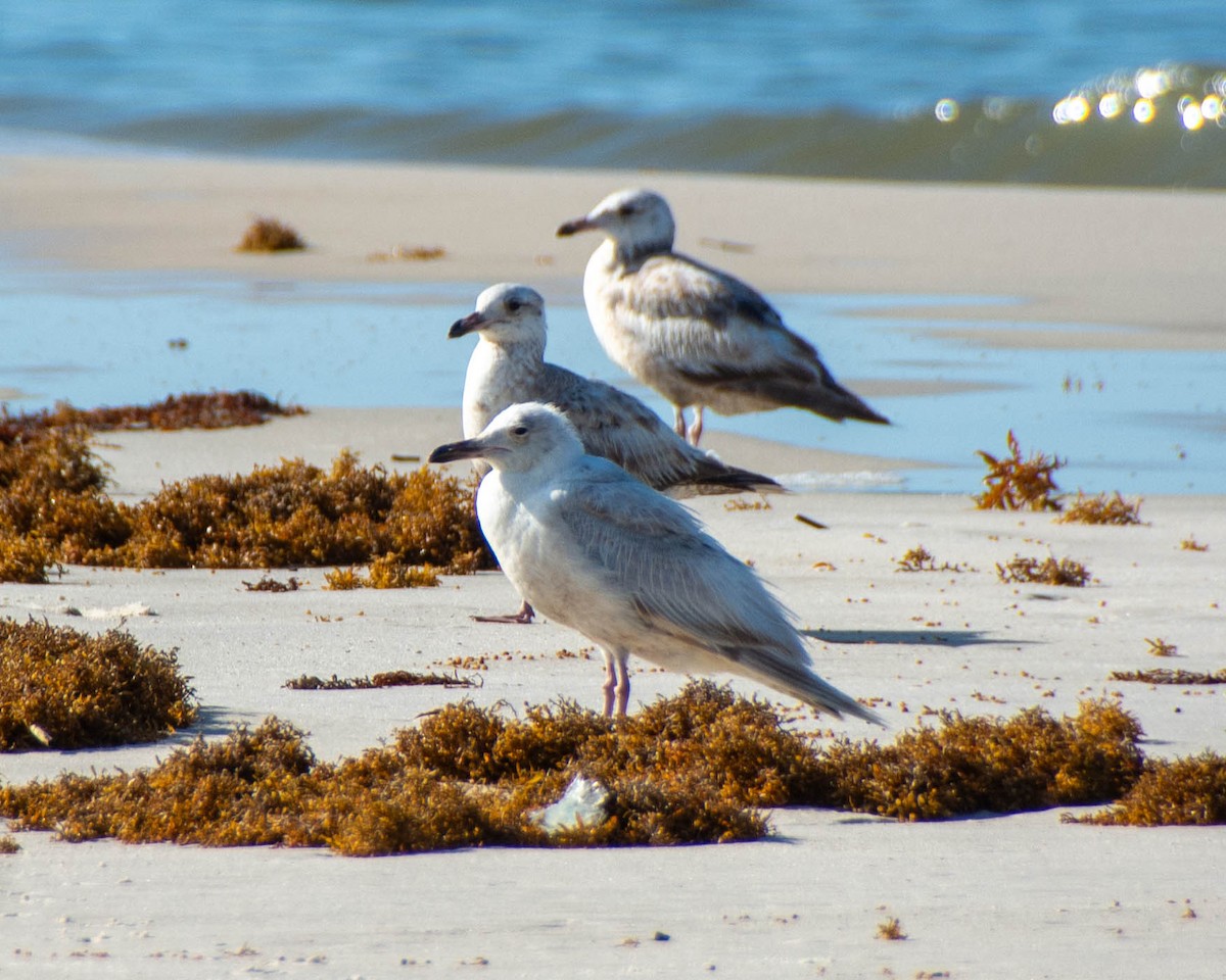 American Herring Gull - ML639122616