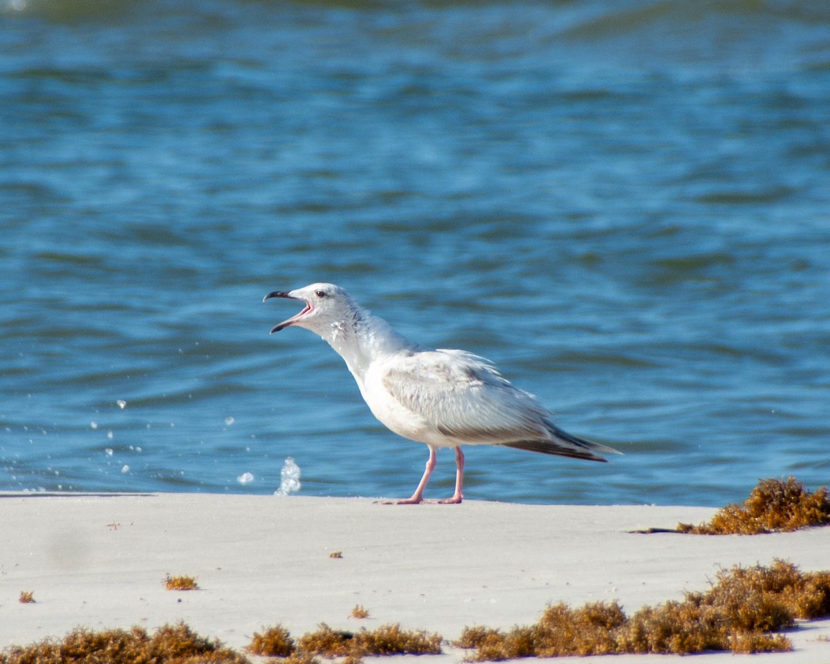 American Herring Gull - ML639122617
