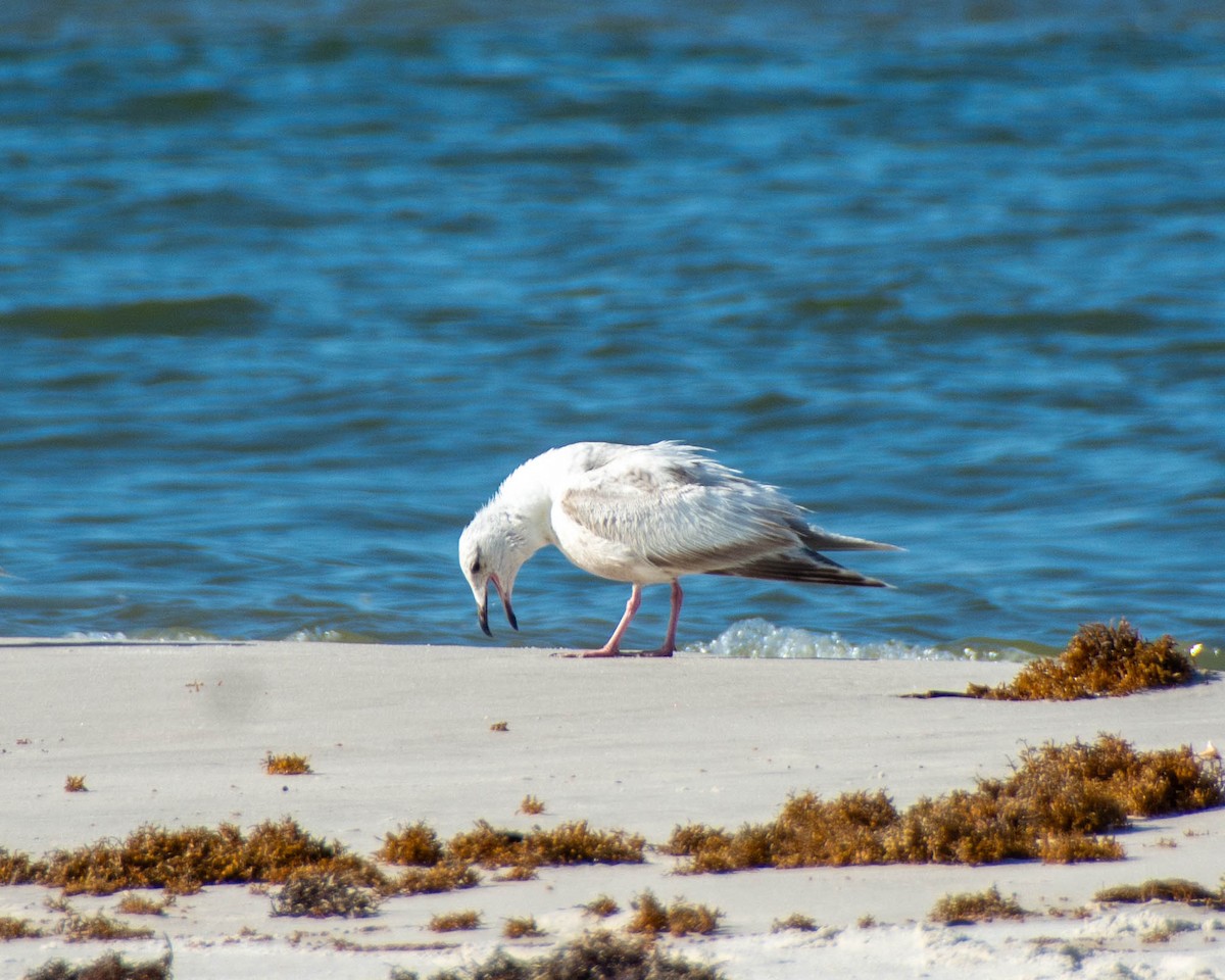 American Herring Gull - ML639122618