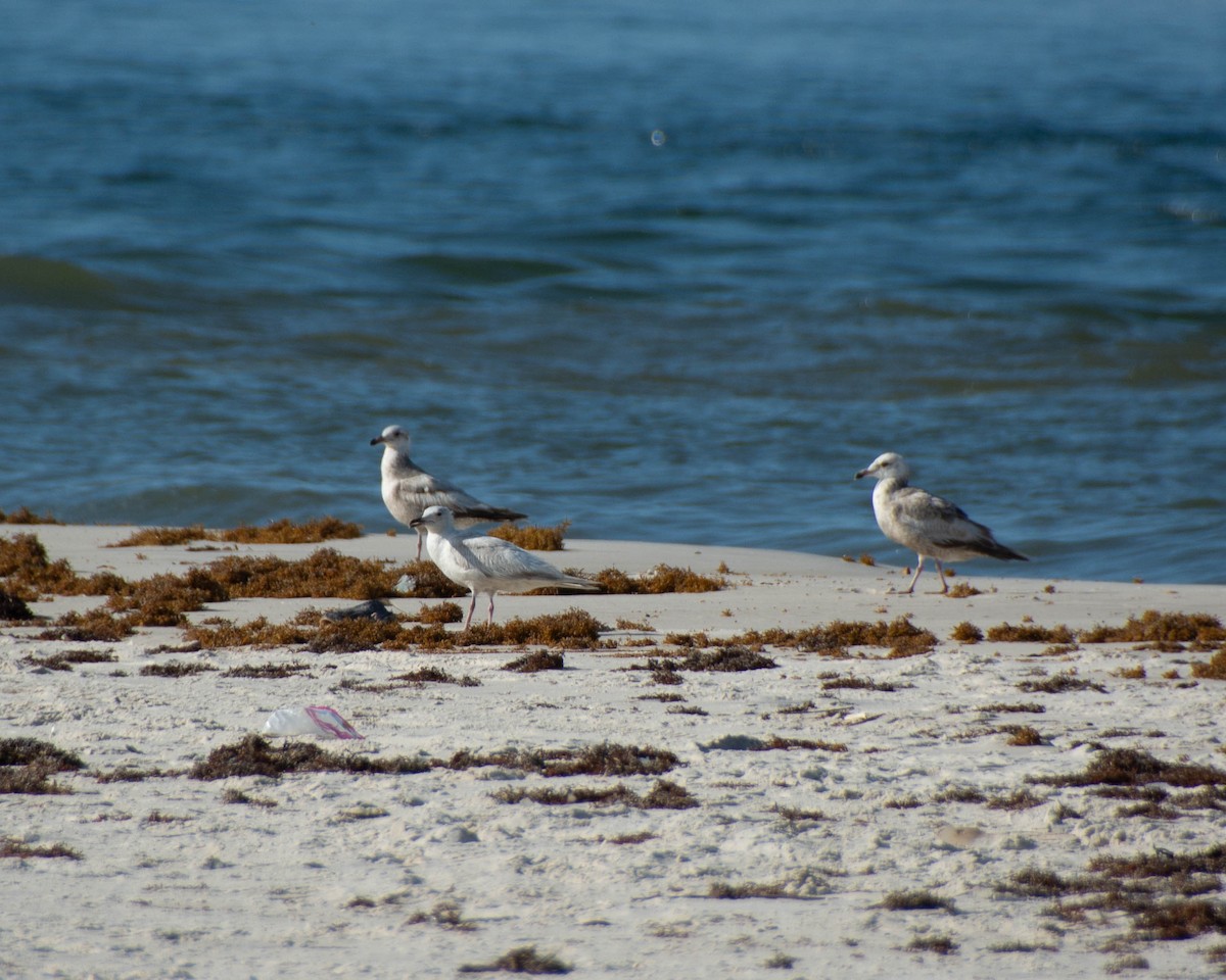 American Herring Gull - ML639122619