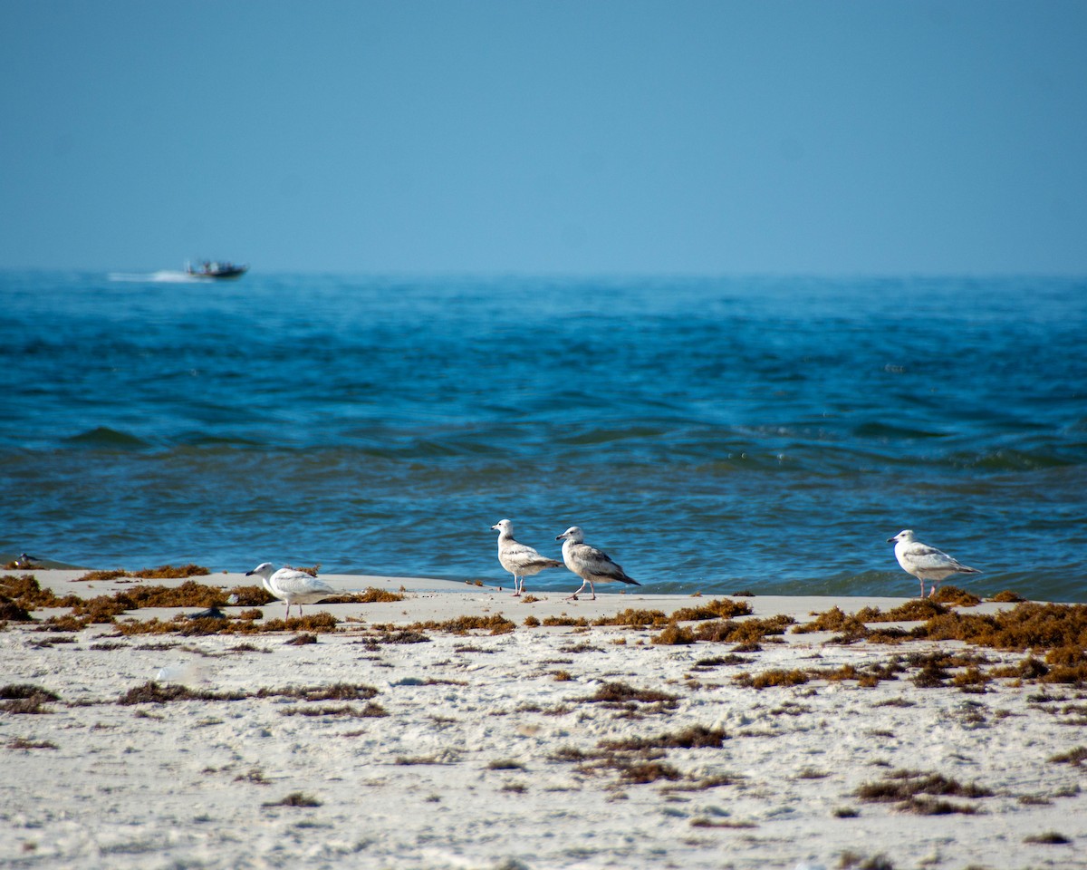 American Herring Gull - ML639122620