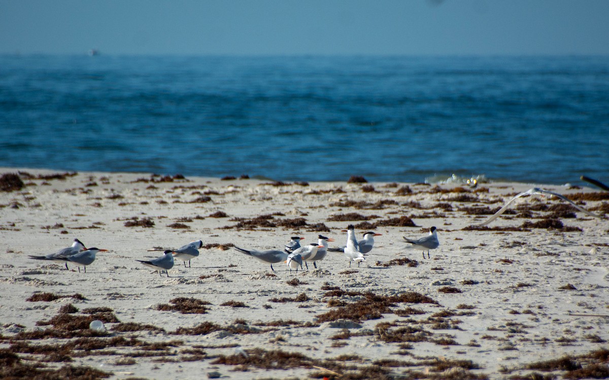 Royal Tern - ML639122647