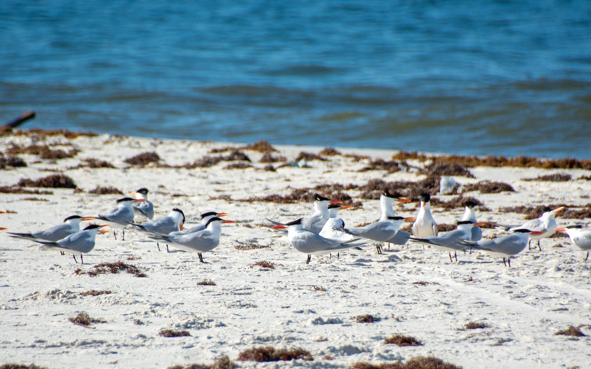 Royal Tern - ML639122648