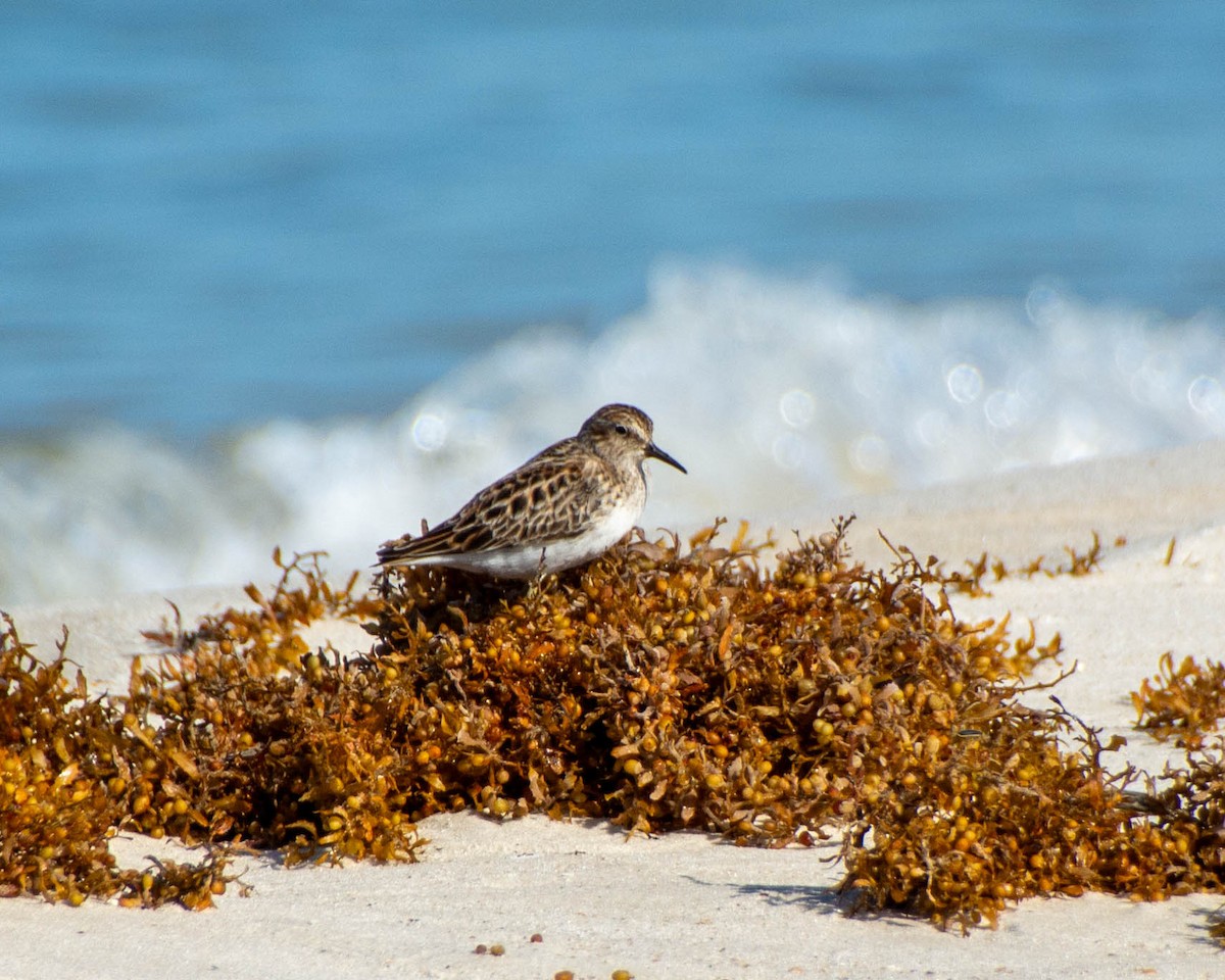 Least Sandpiper - ML639122657