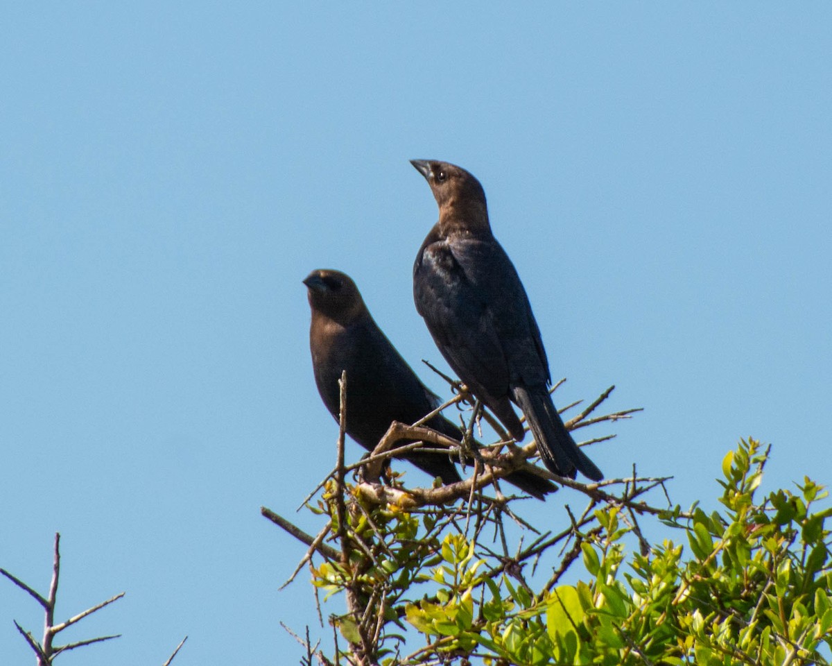 Brown-headed Cowbird - ML639122686