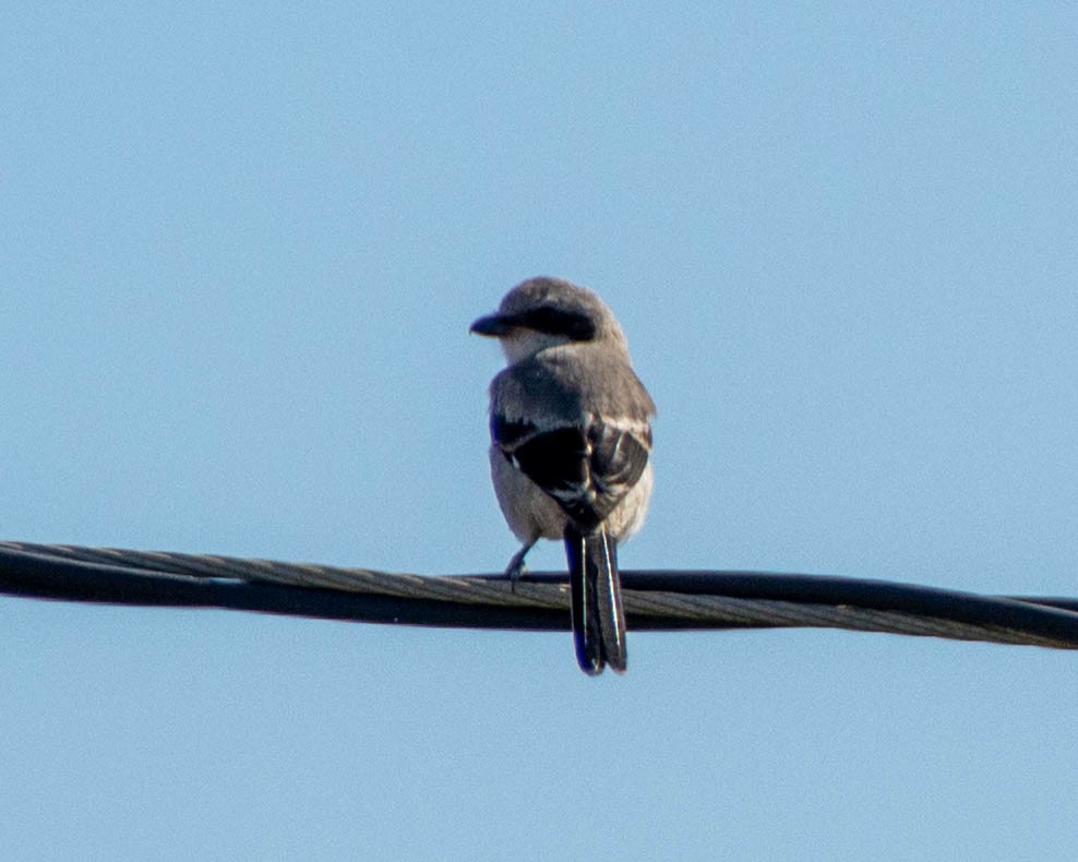 Loggerhead Shrike - ML639122706