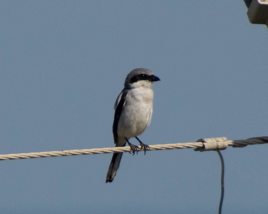 Loggerhead Shrike - ML639122707