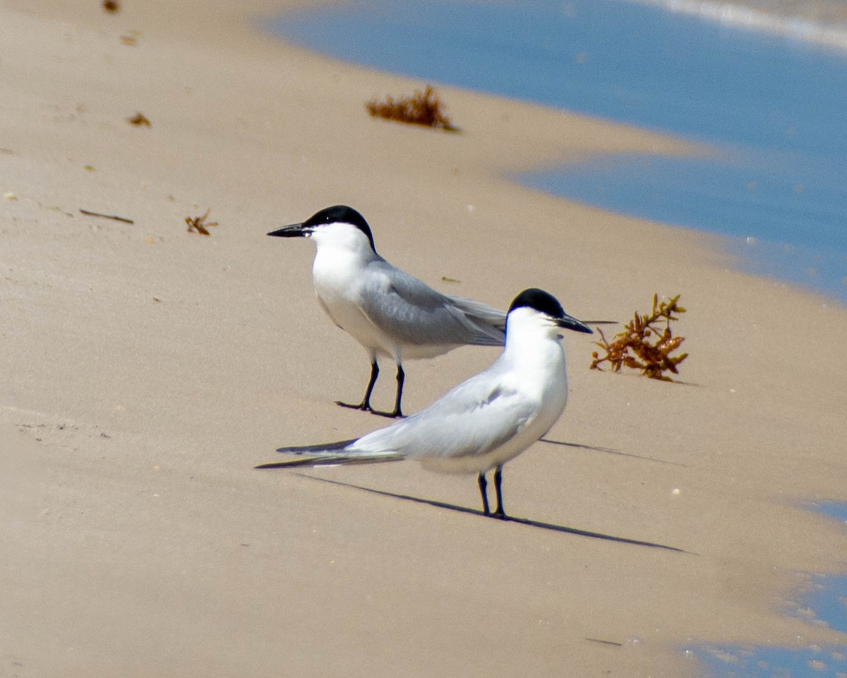 Gull-billed Tern - ML639122744