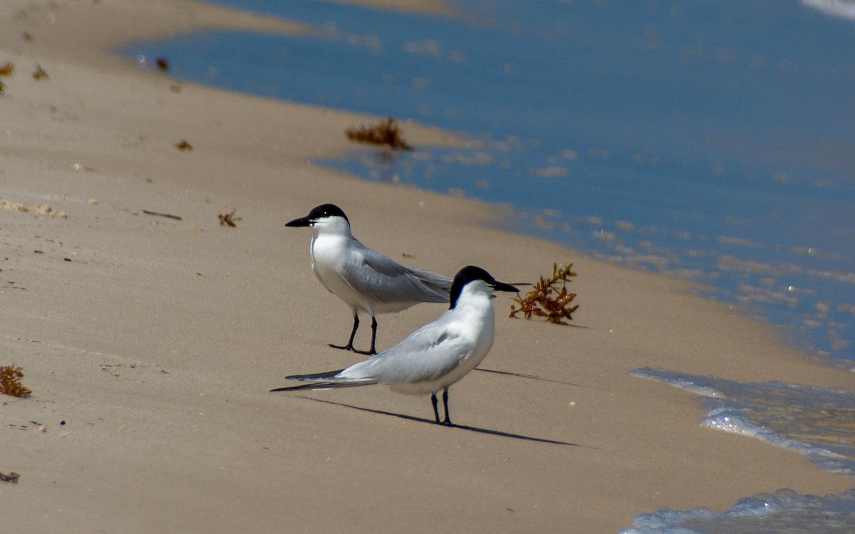 Gull-billed Tern - ML639122745