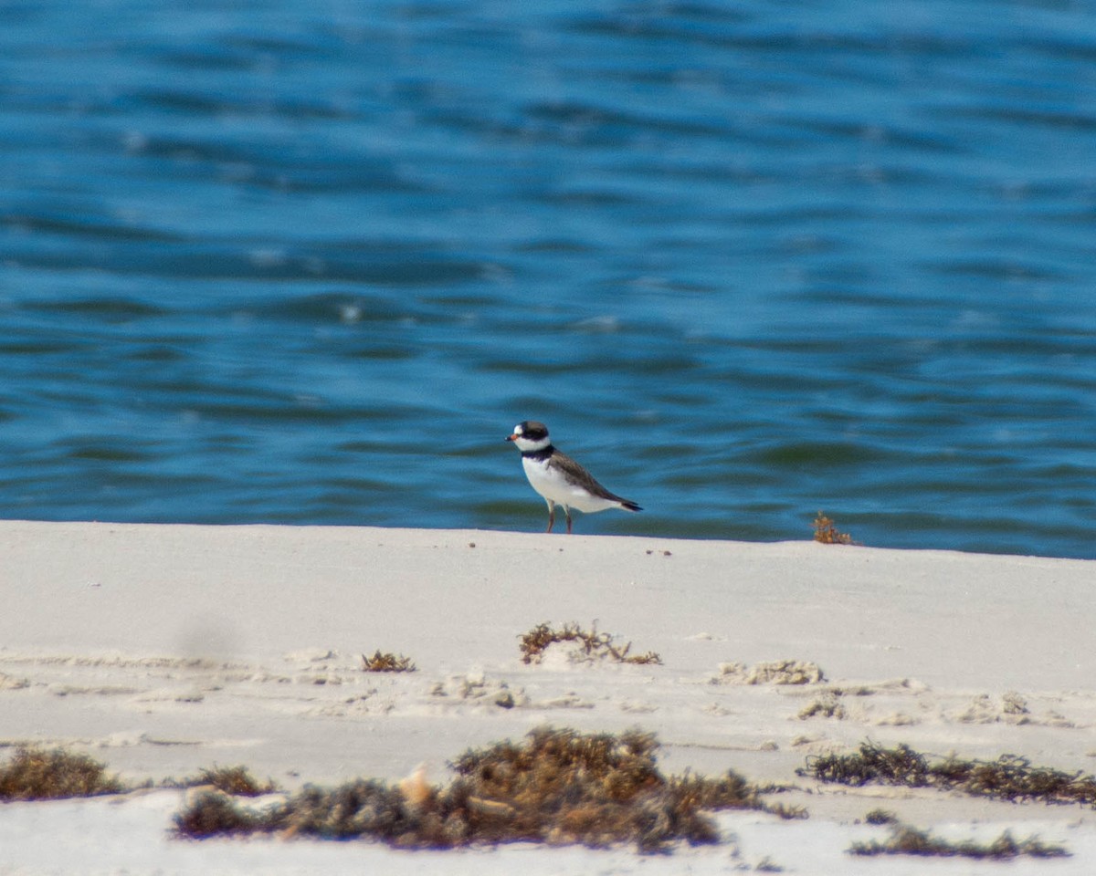 Semipalmated Plover - ML639122766