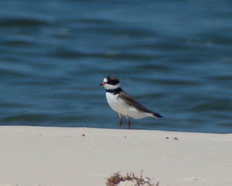 Semipalmated Plover - ML639122767