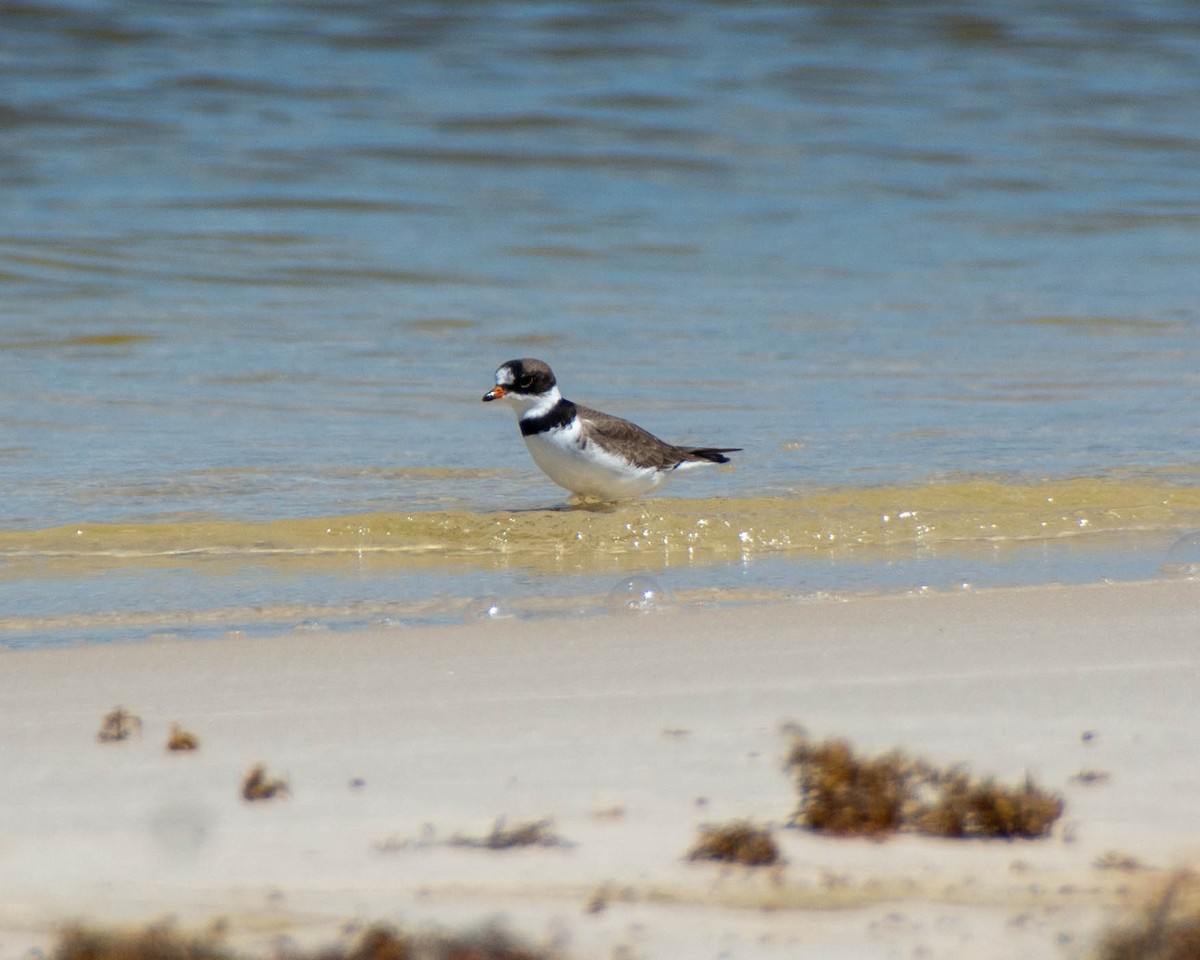 Semipalmated Plover - ML639122768
