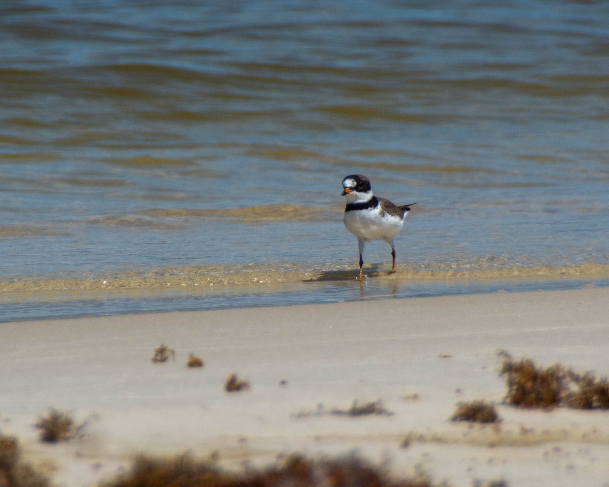 Semipalmated Plover - ML639122769