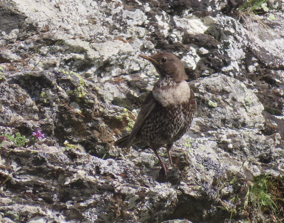 Ring Ouzel - ML639122834