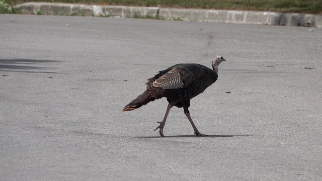 Wild Turkey - ML639122835