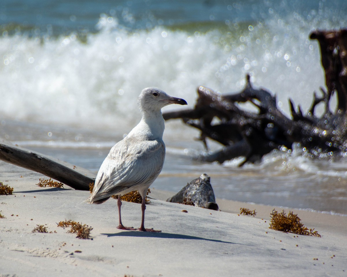 American Herring Gull - ML639122859