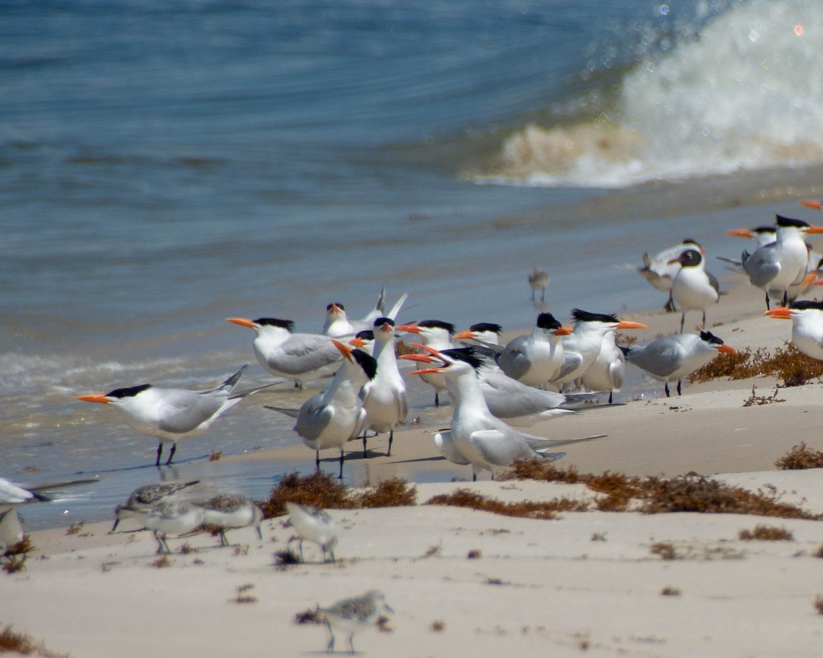 Royal Tern - ML639122871