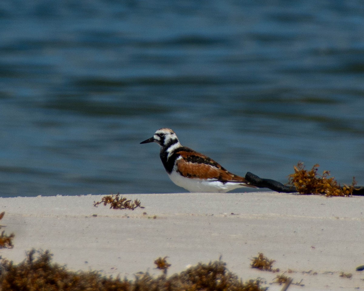 Ruddy Turnstone - ML639122889