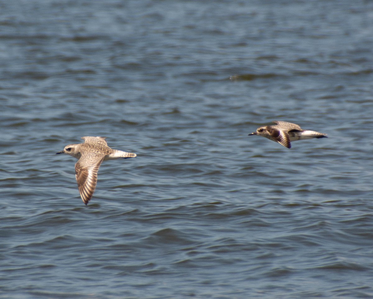 Black-bellied Plover - ML639122919