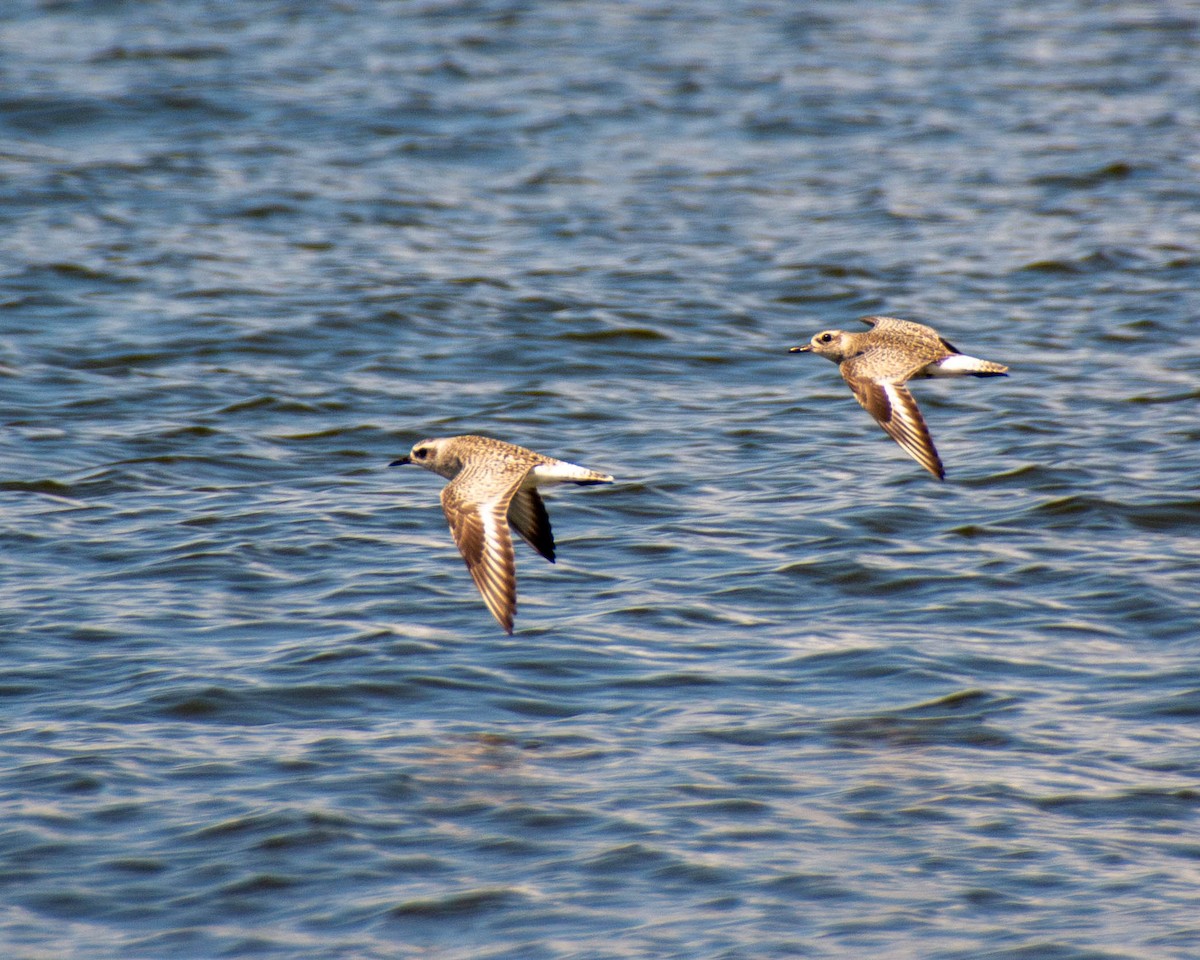 Black-bellied Plover - ML639122920