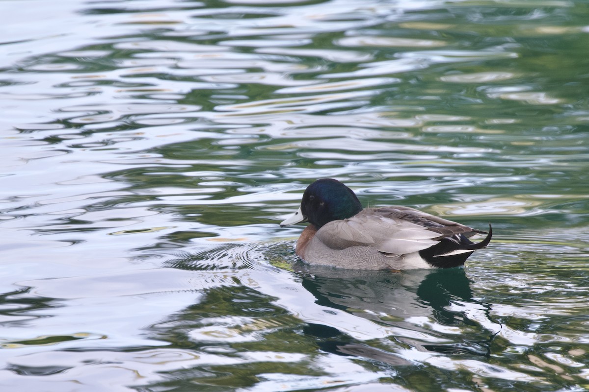Hybride Canard d'Amérique x C. colvert - ML639122936