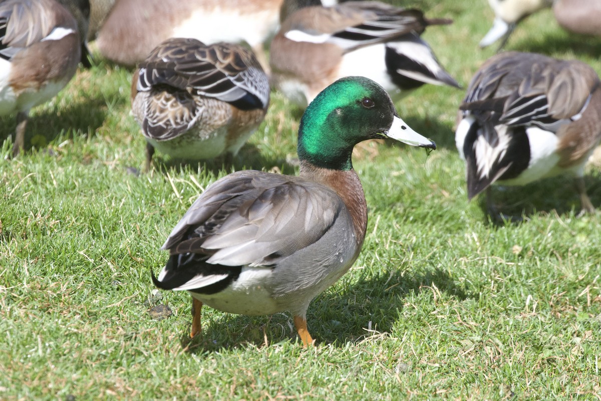 Hybride Canard d'Amérique x C. colvert - ML639122938