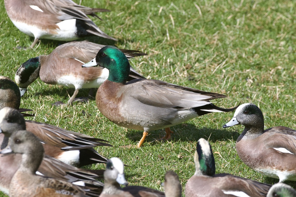 Hybride Canard d'Amérique x C. colvert - ML639122941