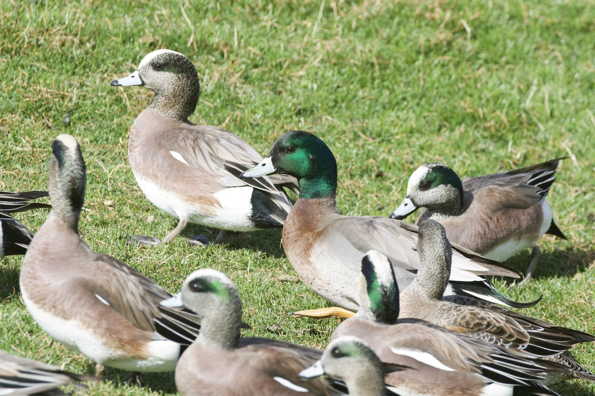 Hybride Canard d'Amérique x C. colvert - ML639122942