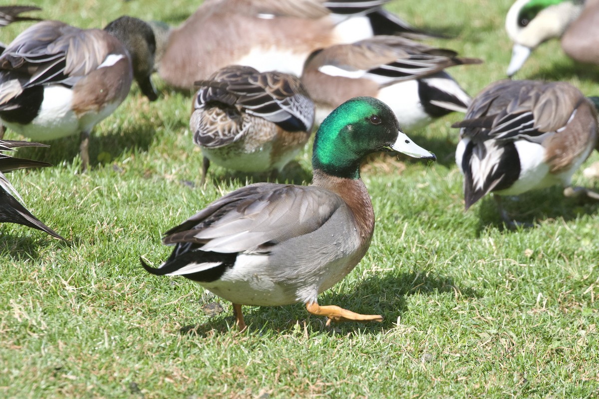Hybride Canard d'Amérique x C. colvert - ML639122943