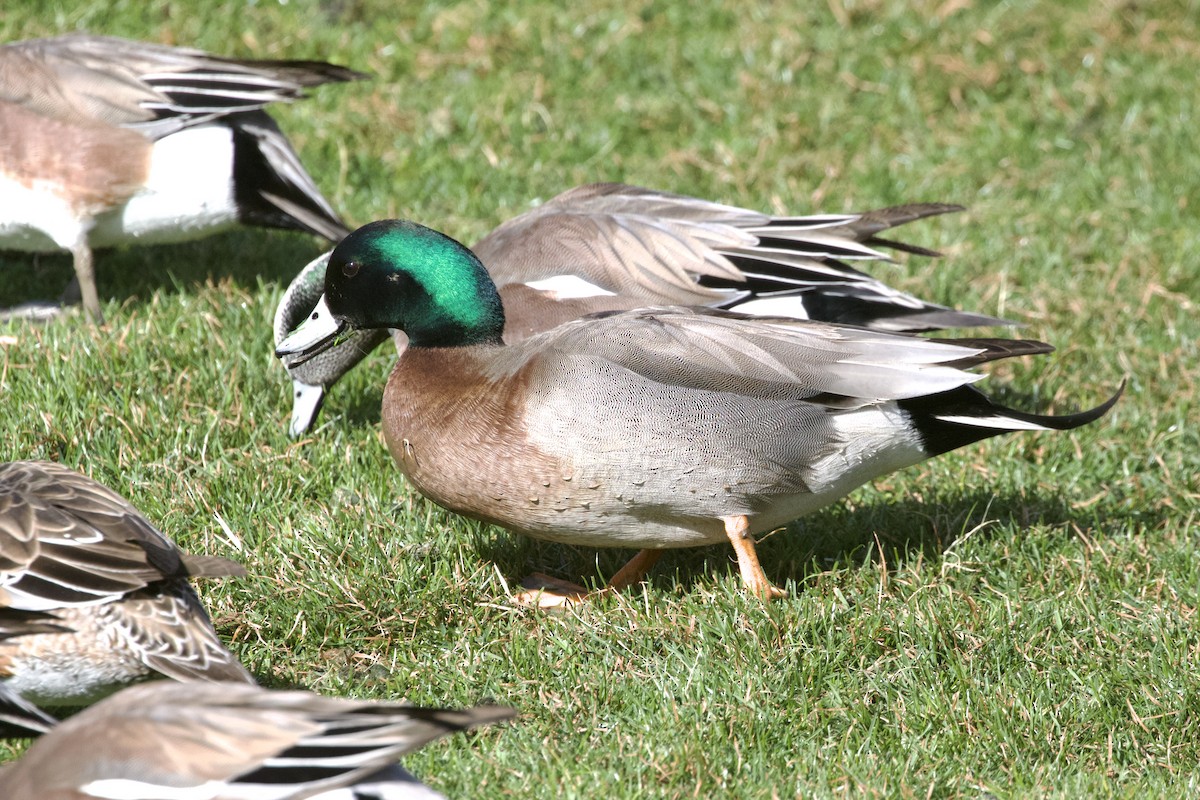Hybride Canard d'Amérique x C. colvert - ML639122944