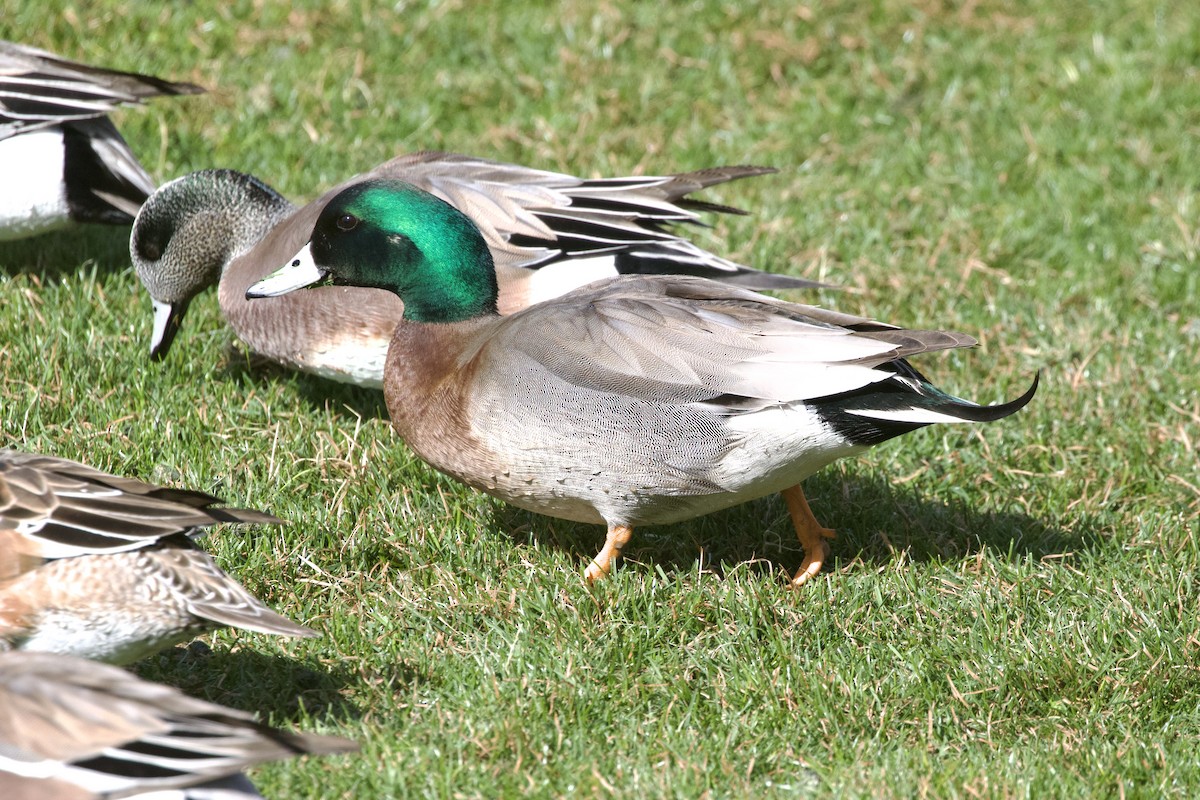 Hybride Canard d'Amérique x C. colvert - ML639122945