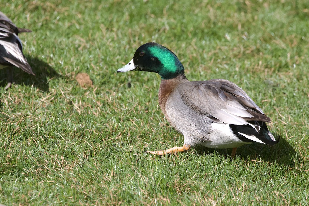 Hybride Canard d'Amérique x C. colvert - ML639122946