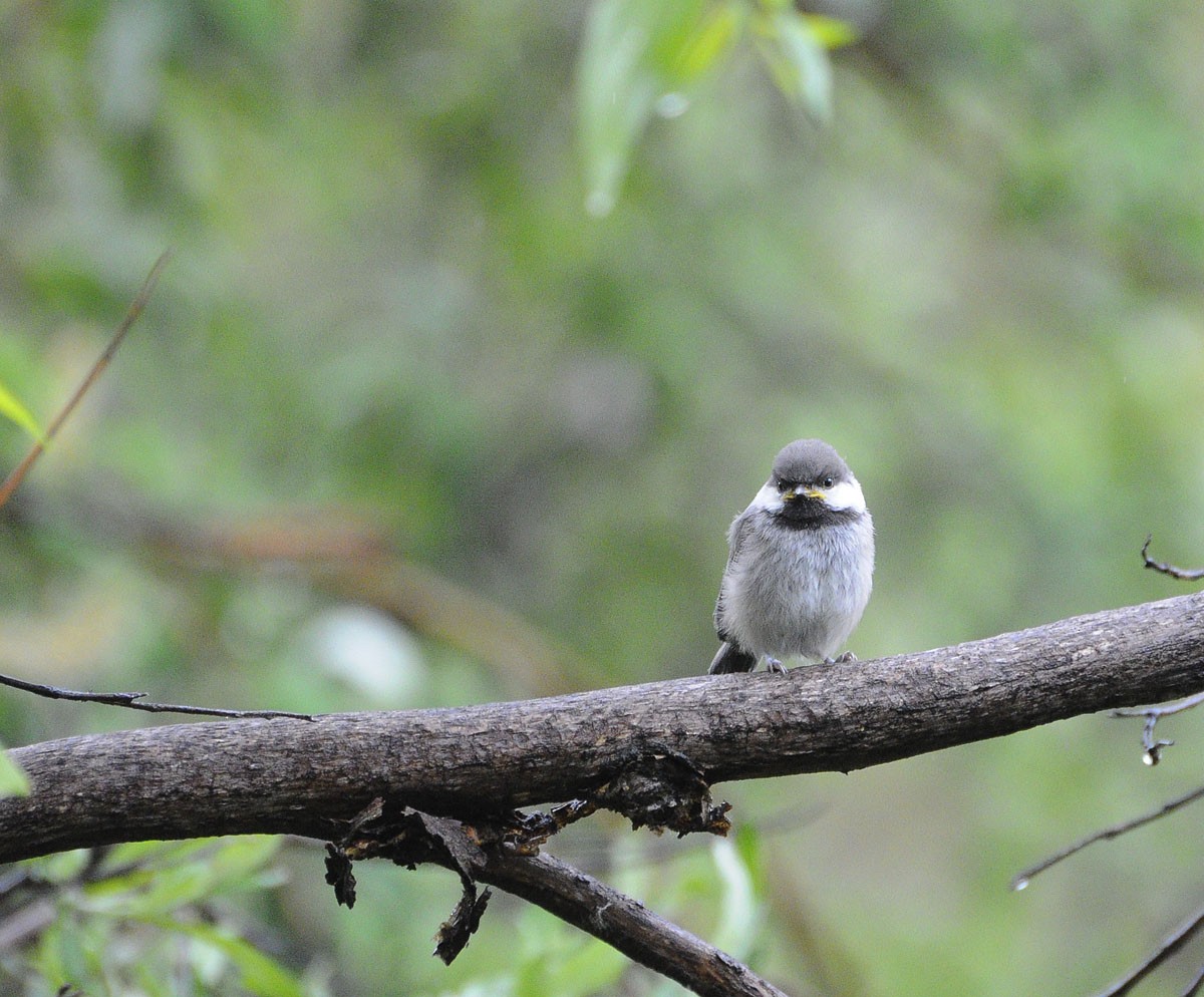 Gray-headed Chickadee - ML639122994