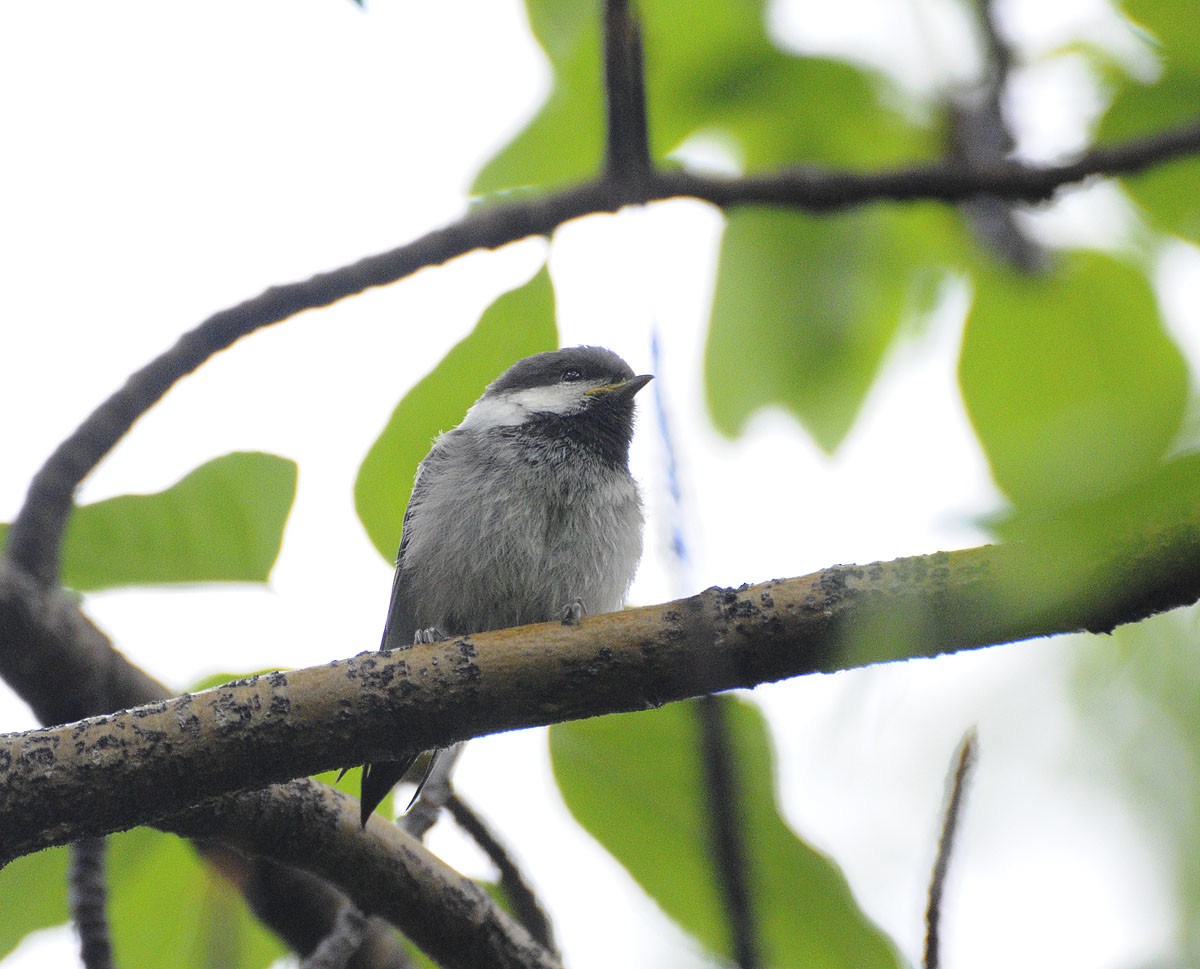 Gray-headed Chickadee - ML639123008