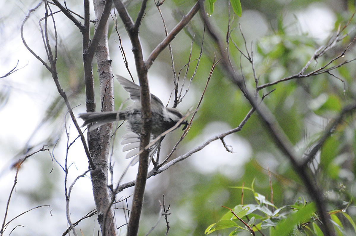Gray-headed Chickadee - ML639123015