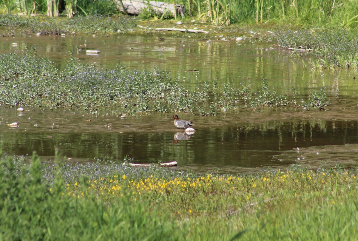 Green-winged Teal - ML639123113