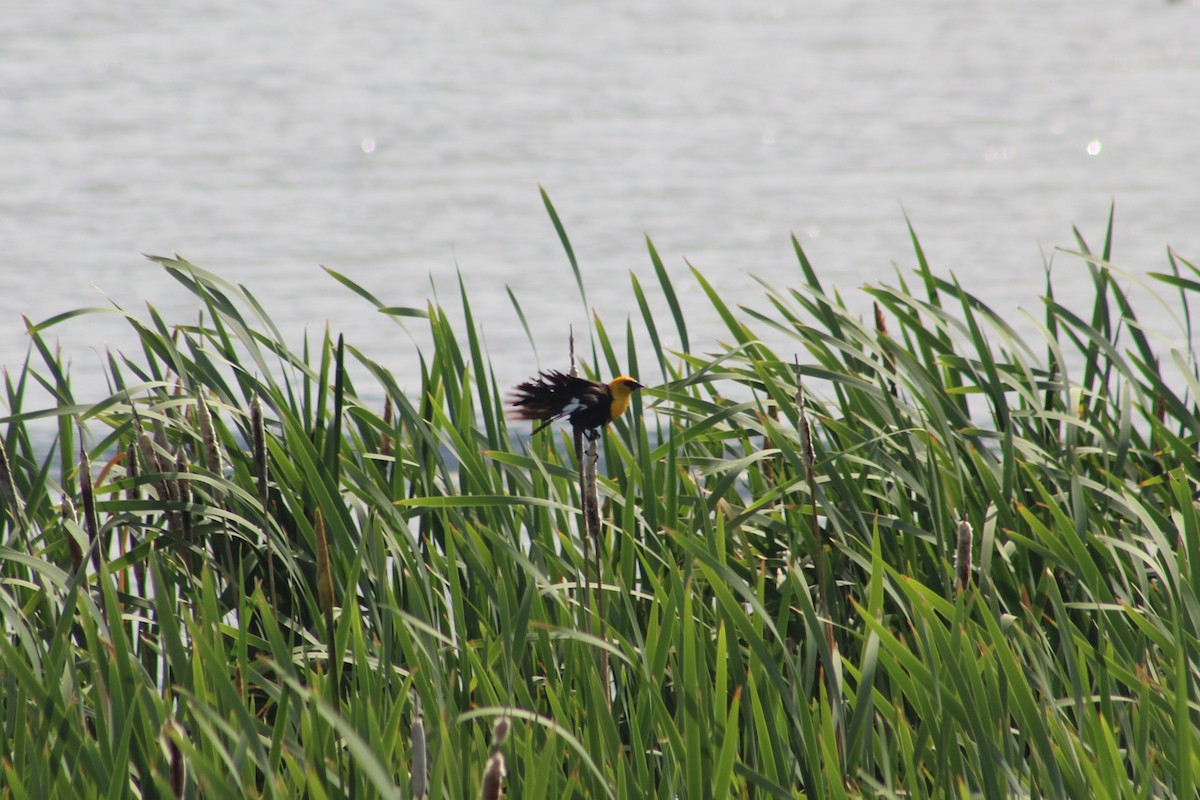 Yellow-headed Blackbird - ML639123123