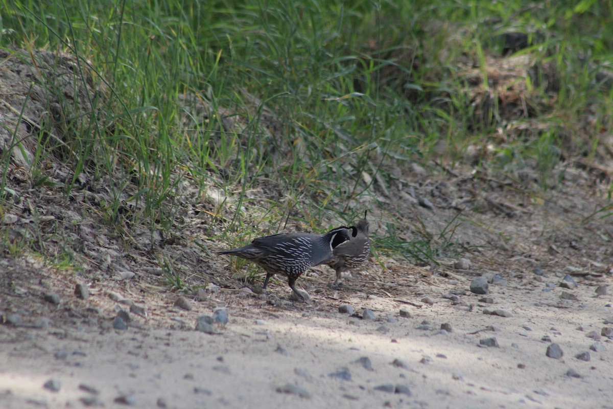 California Quail - ML639123159