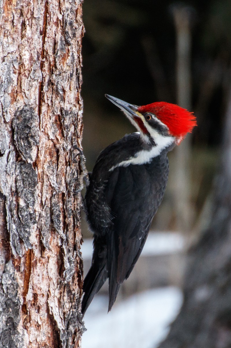 Pileated Woodpecker - ML639123167