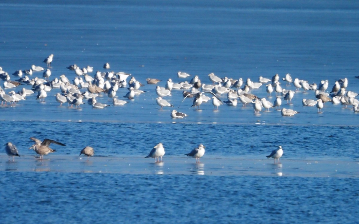 skifermåke - ML639123227