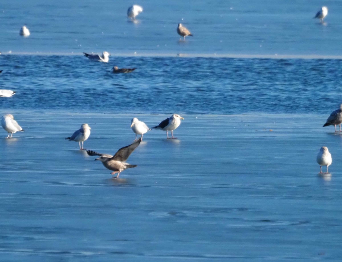 skifermåke - ML639123241