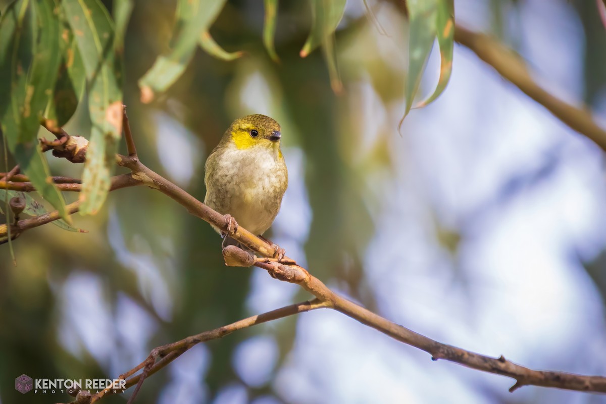 Forty-spotted Pardalote - ML639123245