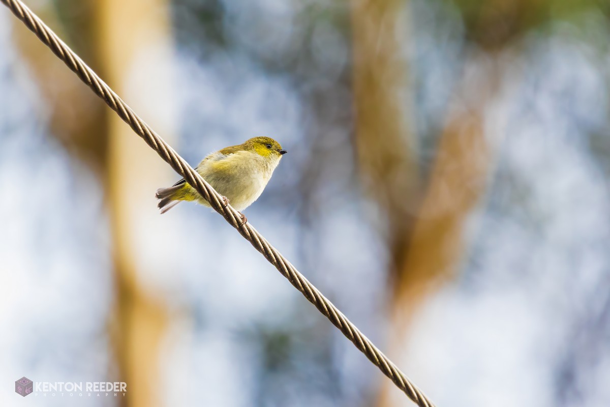 Forty-spotted Pardalote - ML639123247