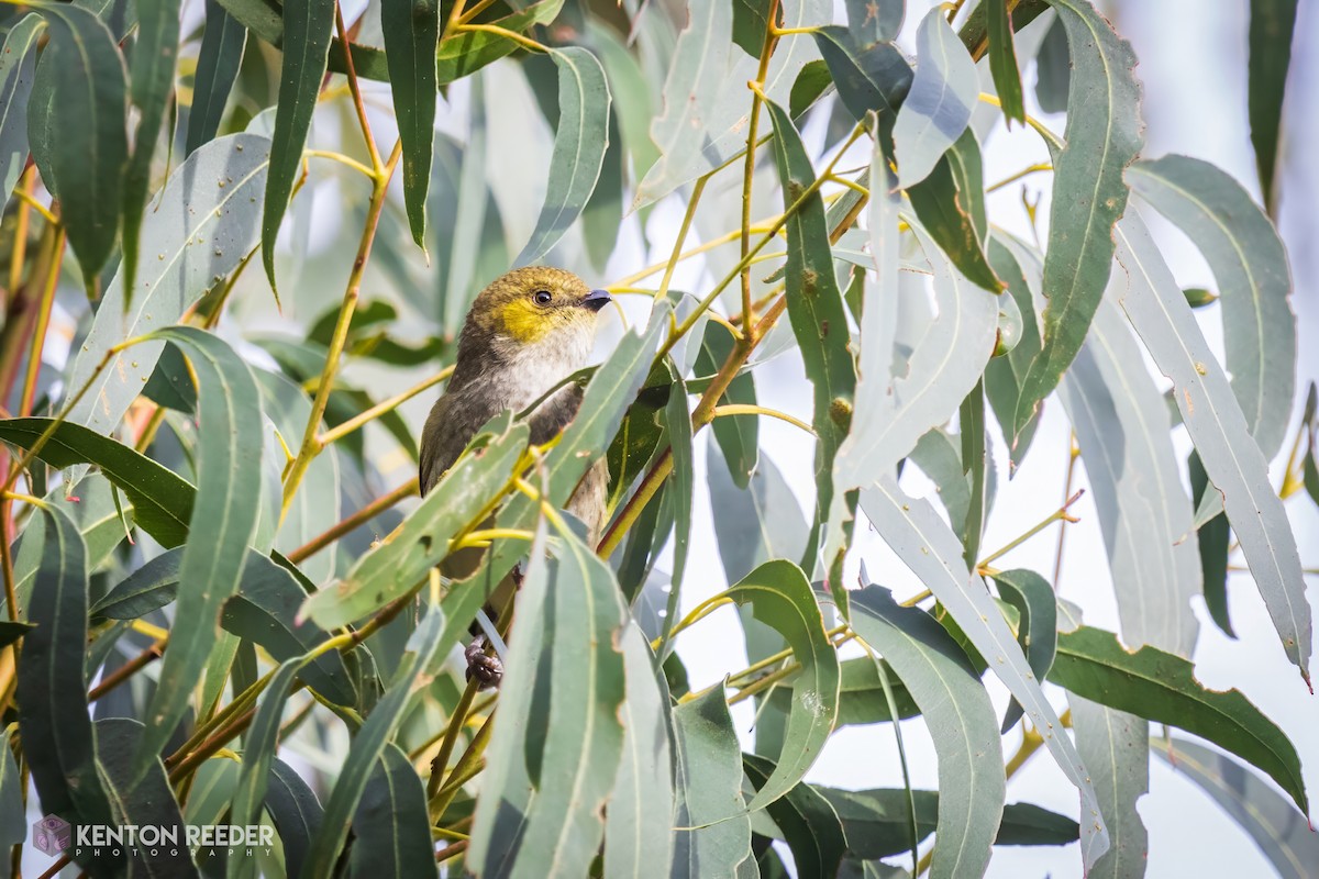 Forty-spotted Pardalote - ML639123251