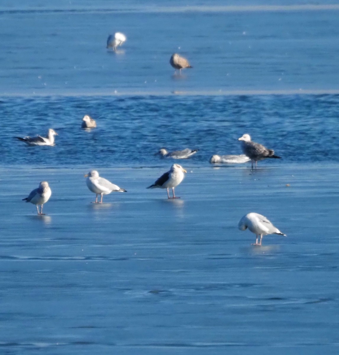 skifermåke - ML639123258