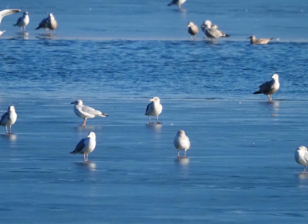 skifermåke - ML639123259