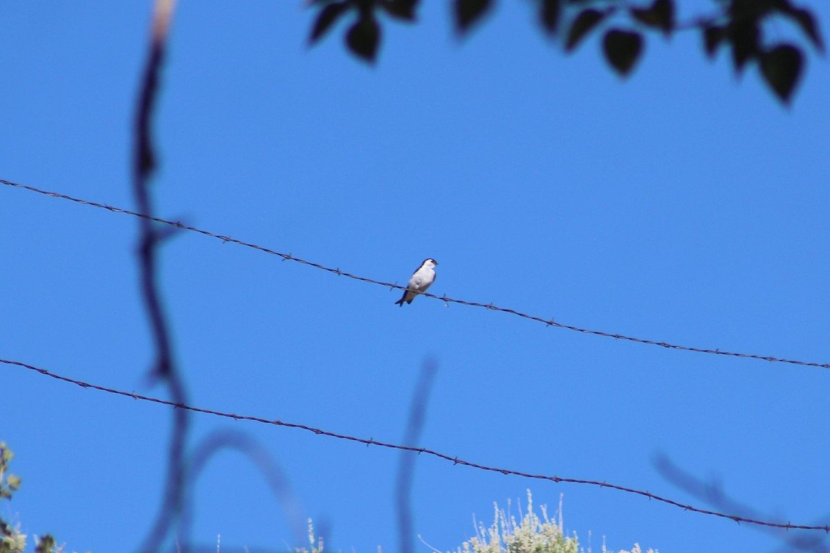 Violet-green Swallow - ML639123261