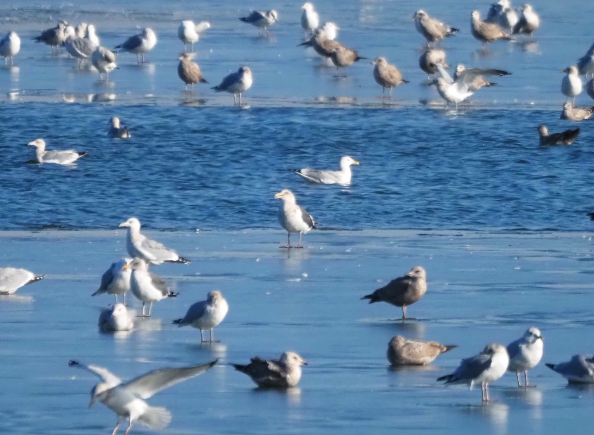 skifermåke - ML639123266