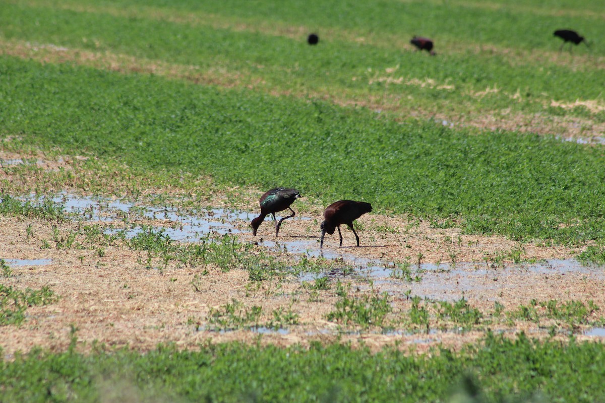 White-faced Ibis - ML639123310
